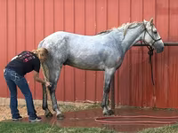 Cal, Tennessee Walking Horse — foto 3