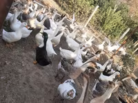 Geese — عکس 2
