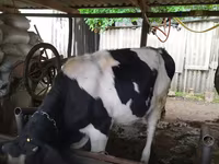 Kuh, Russian Black pied cattle — Foto 2