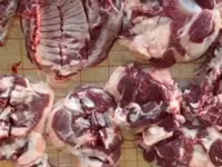 숫양, 양 — 사진 2