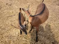 Kozel, Alpine goat — foto 3