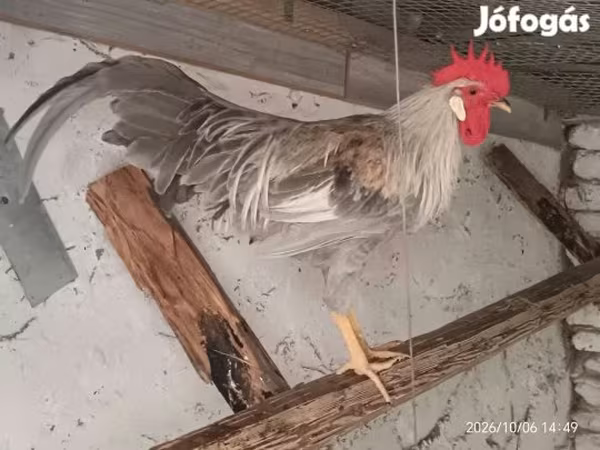 Gallina danese