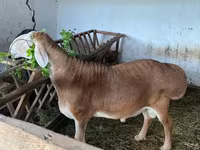 قوچ, گوسفند — عکس 5