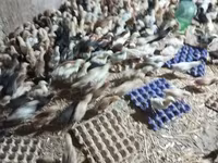 Chickens — Foto 3
