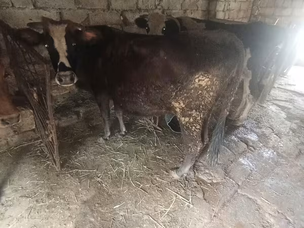 Krava, Skot