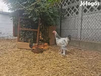 Brahma — foto 4