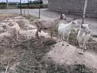 بز نر, Saanen goat — عکس 3