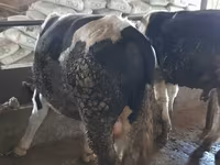 วัวตัวผู้, Russian Black pied cattle — รูปภาพ 6
