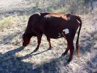 Krava, Latvian Blue cattle — foto 1