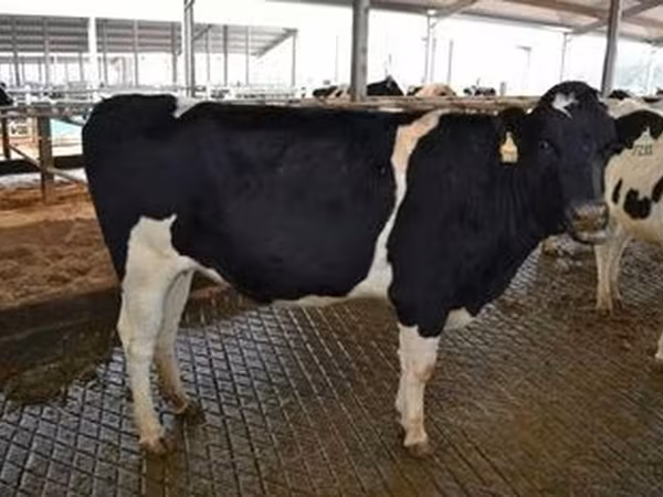 Razza Holstein