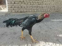Chickens — foto 2