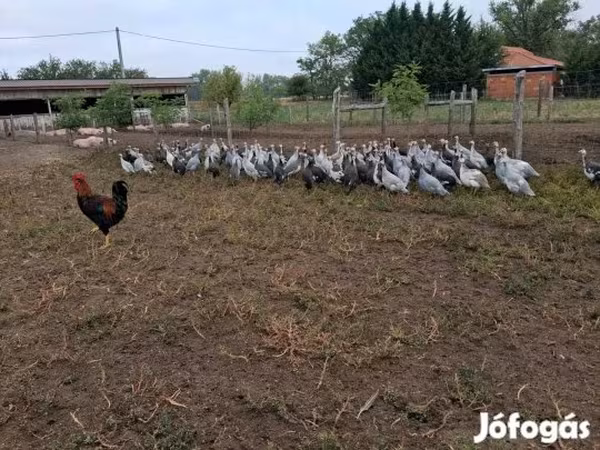 Guinea fowl