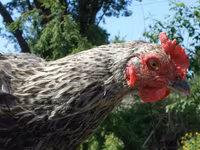 آی‌اِس‌ای براون — عکس 4