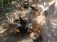 Chickens — عکس 6