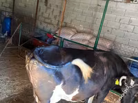 ძროხა, Russian Black pied cattle — ფოტო 2
