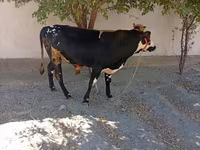 گاو نر, Russian Black pied cattle — عکس 6