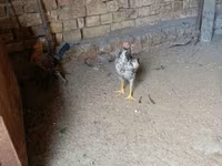 Chickens — ፎቶ 6