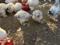 Brahma — foto 6
