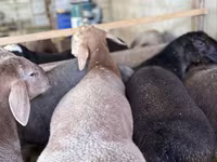 Biri-biri (lot, jantina tidak dinyatakan), Arashan sheep — foto 2