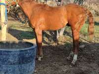 Hengst, Thoroughbred horse — Foto 8