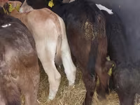 گاو نر, Simmental cattle — عکس 1