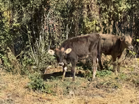 Býk, Skot — foto 2