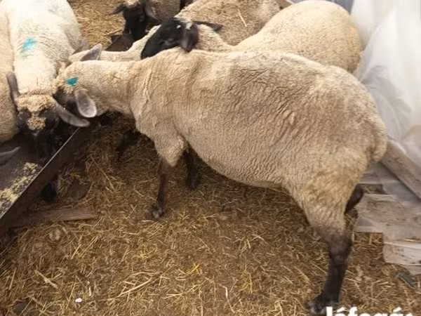 Schaf, Schafe
