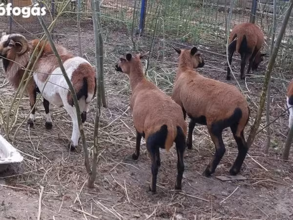 Montone, Cameroon sheep