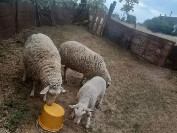 Ram, Russian meat merino sheep — Hungary