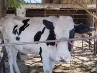 گاو نر, Russian Black pied cattle — عکس 1