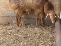 قوچ, Tian-Shan semifinewool sheep — عکس 7