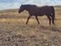 ม้าตัวเมีย, Kazakh horse — รูปภาพ 5