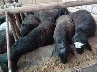 قوچ, Rhon sheep — عکس 2