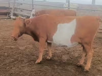 گاو ماده, Simmental cattle — عکس 2