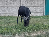 Bak, Murcia-Granada goats — 4. fotó