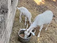 Ged, Saanen goat — foto 7