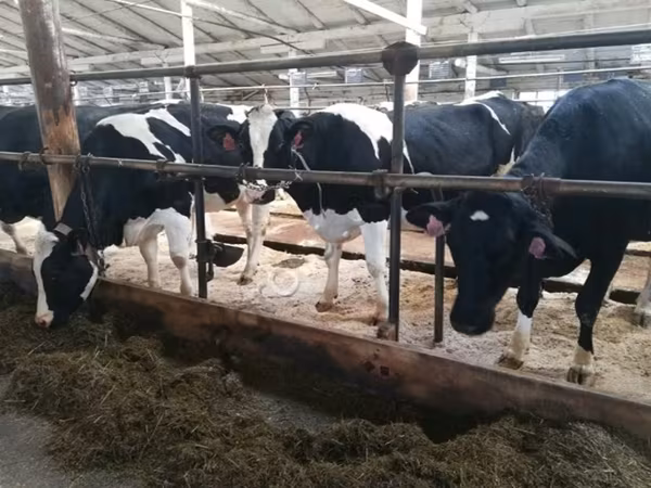 Tehén, Swiss cattle