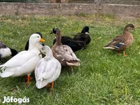 Ducks — Foto 1
