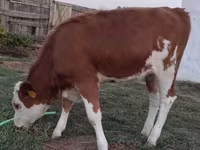 Krava, Simmental cattle — fotografija 1