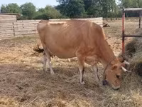 Vache, Race Jersey — photo 5