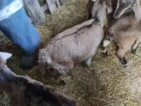 Jarac, Nubian Goat — fotografija 4