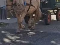 مادیان, اسب — عکس 3