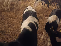 Toro, Russian Black pied cattle — foto 2