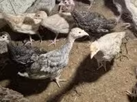 Turkeys — 4-rasm