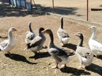 Geese — foto 1
