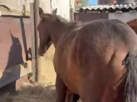 Kuda jantan, Horses — foto 2