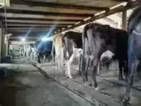 Bò cái, Giống Holstein — ảnh 7