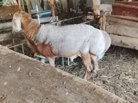 ভেড়ার পাঁঠা, Arashan sheep — ছবি 2