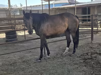 گھوڑی, Thoroughbred horse — تصویر 2