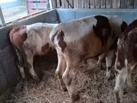 Lembu jantan, Simmental cattle — foto 6